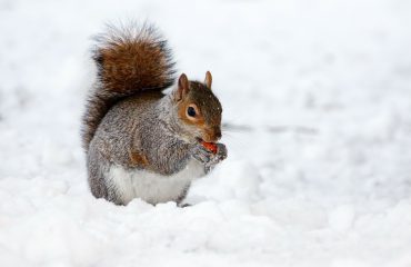 Squirrel in Snow