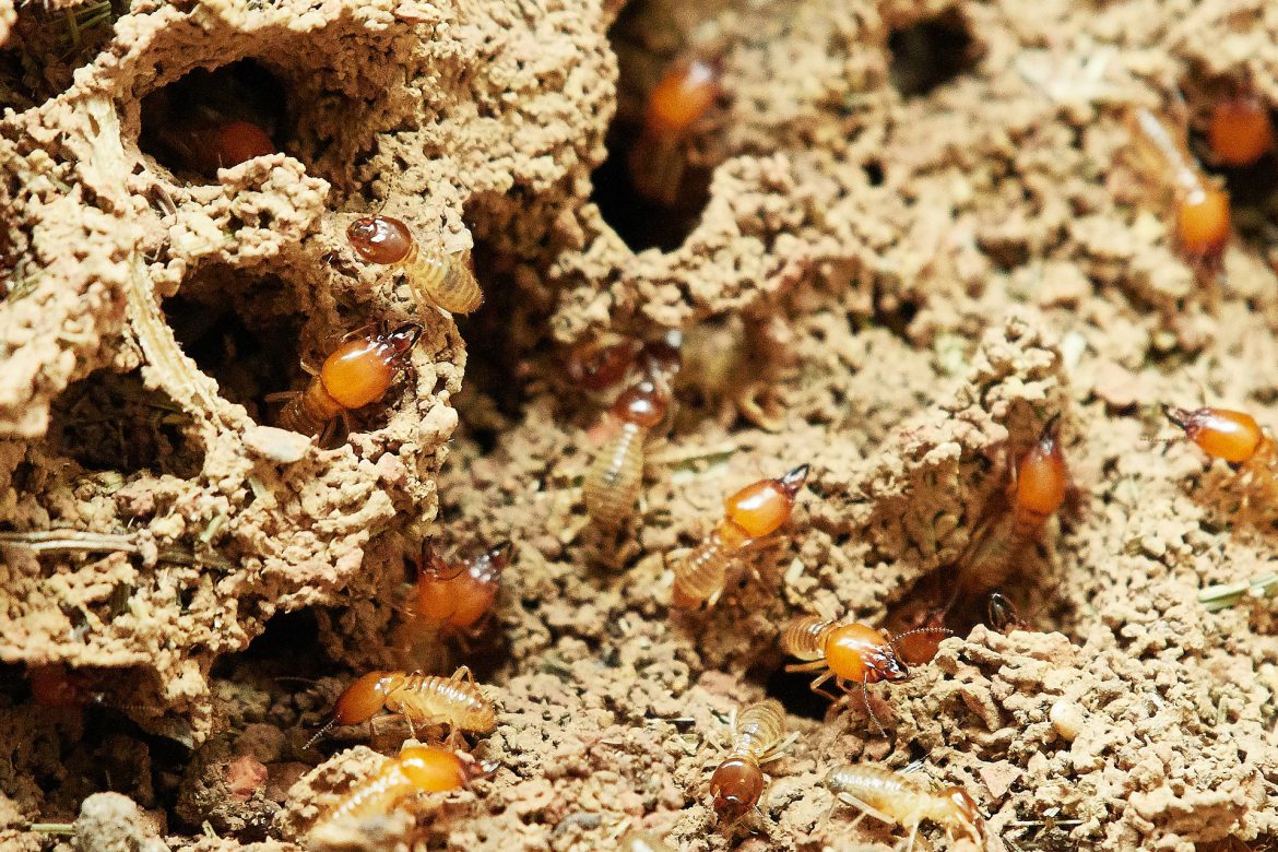 How to Identify Signs of Termites