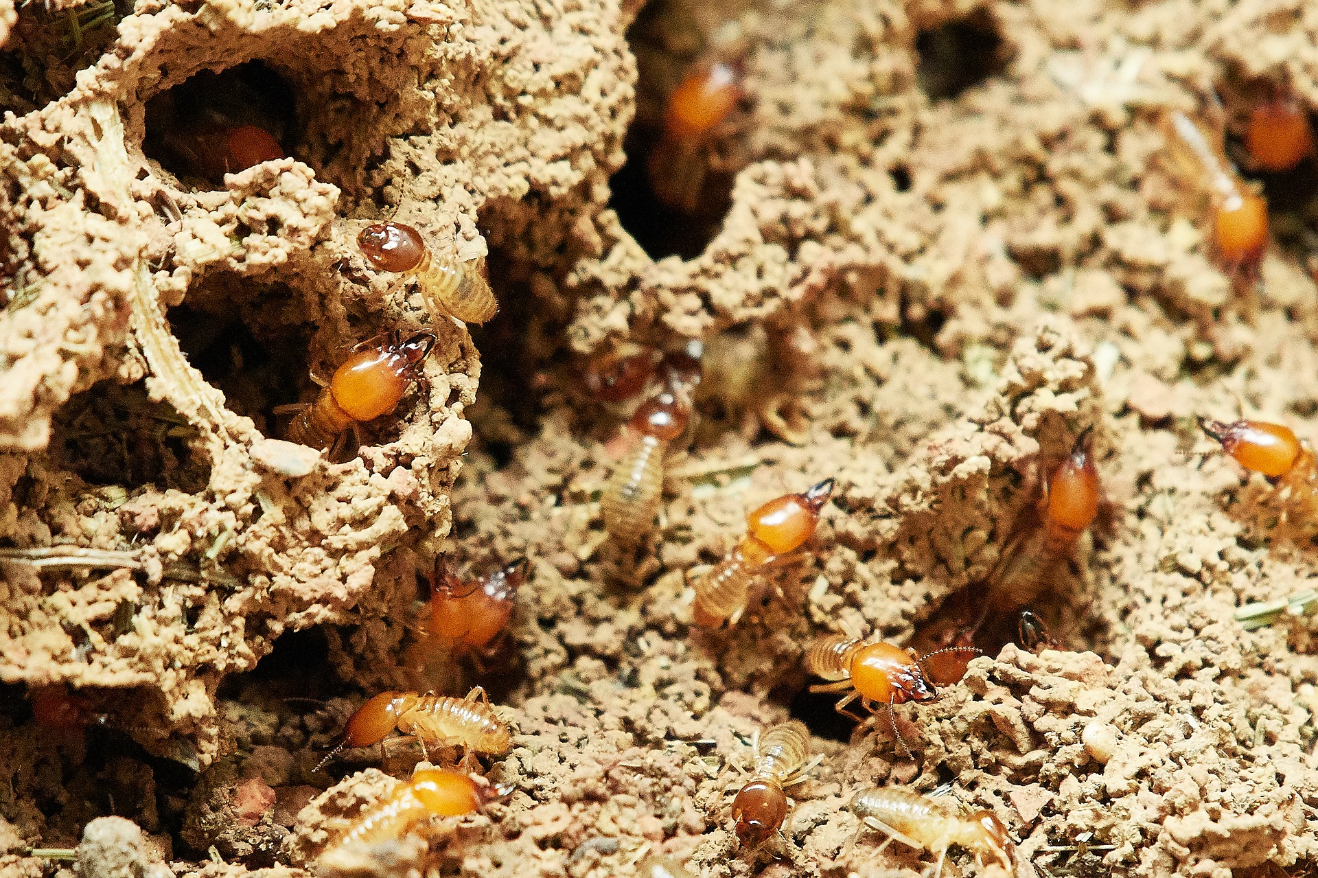 How to Identify Signs of Termites - Aantex Pest & Termite Control