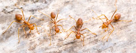 Winter Pests - Ants