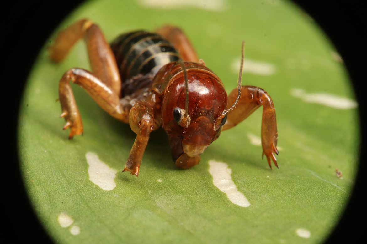 What Is A Jerusalem Cricket