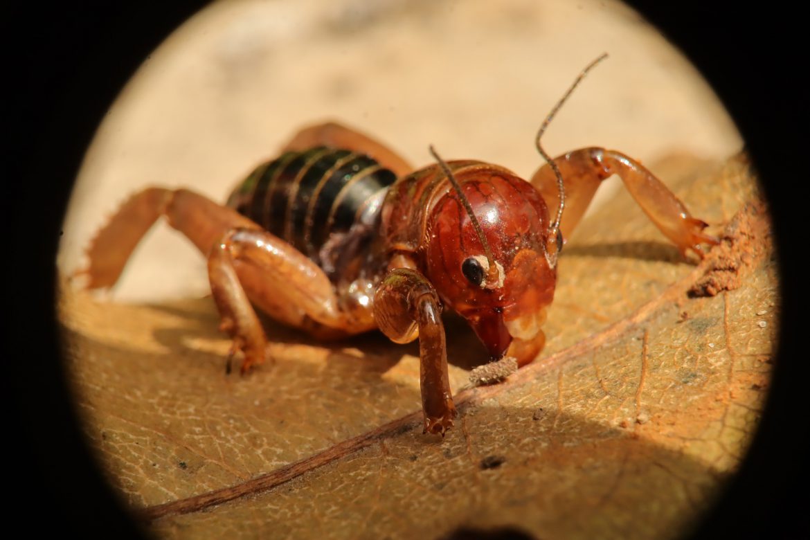 What Is A Jerusalem Cricket? 