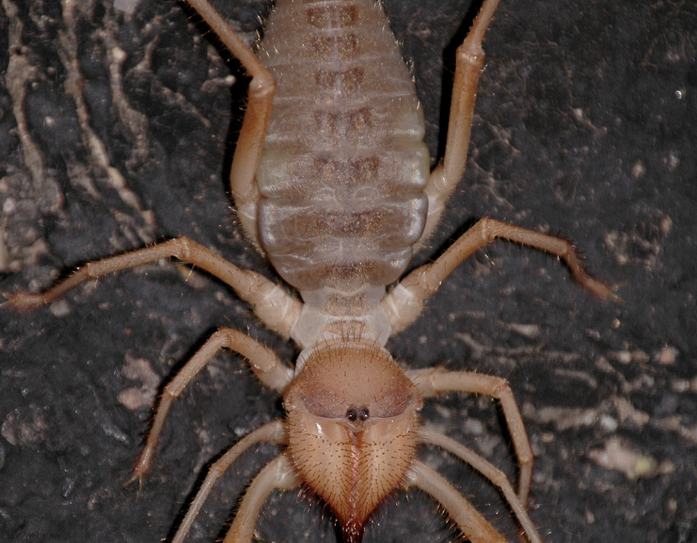 Wind Scorpions Are Intimidating Pests