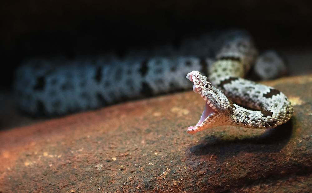 Rattlesnake Threat Increases With Temperatures