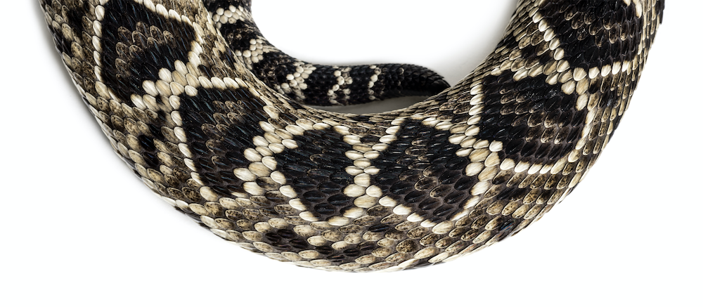 Download Rattle Snake Png / Rattlesnake rat snake png, clipart ...
