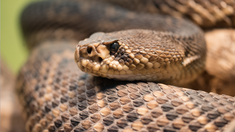 A Rattlesnake in the Summer Can Be A Danger to Homeowners