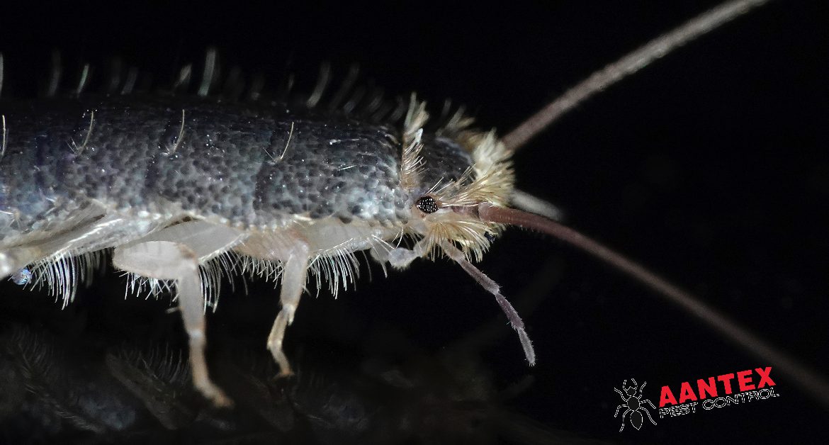 Silverfish Are Creepy Pests – Simple Ways To Get Rid Of Them 