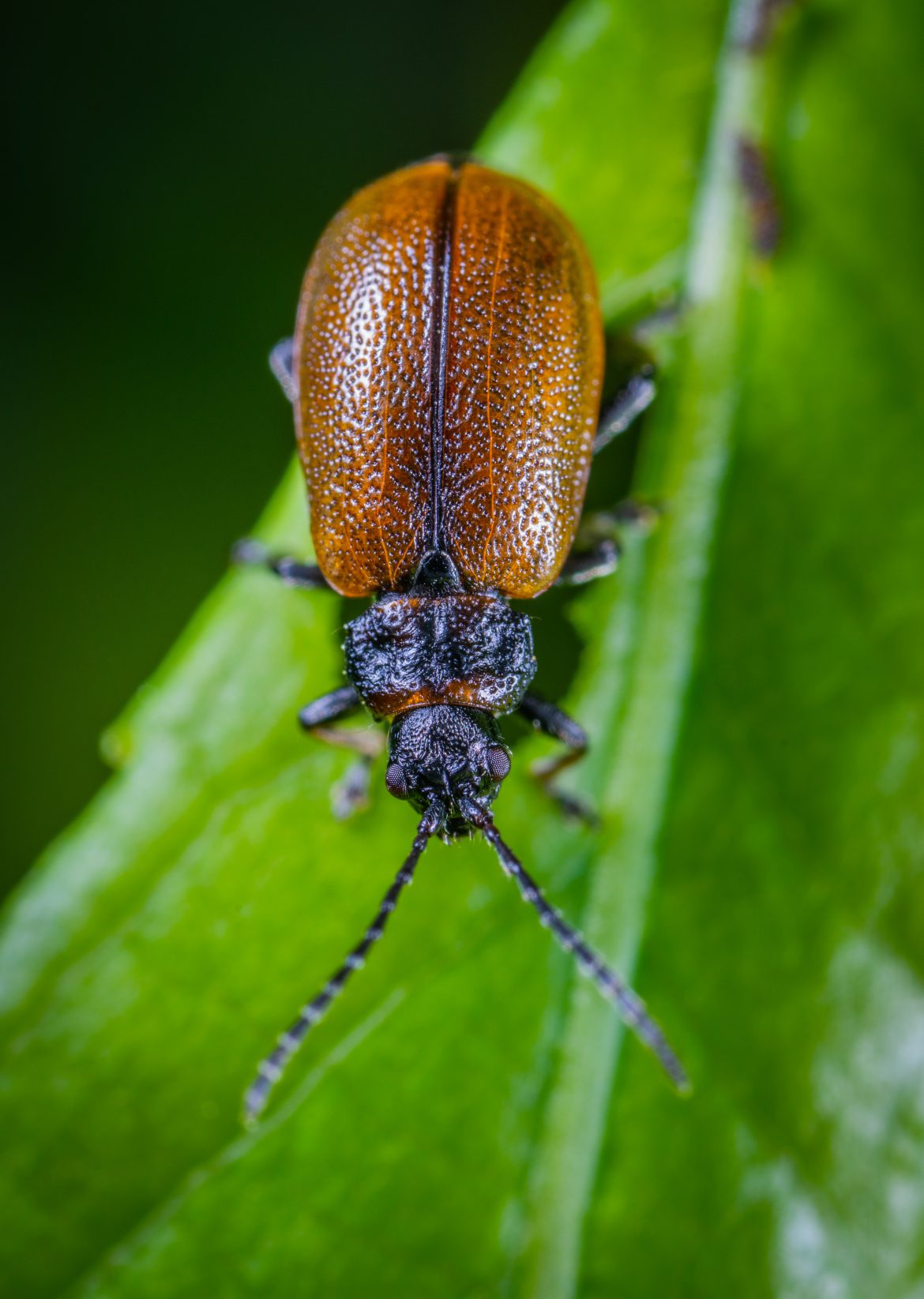 June Bugs - How To Identify And Control Them In Your Yard - Aantex Pest 