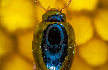 Beetle - June Bug