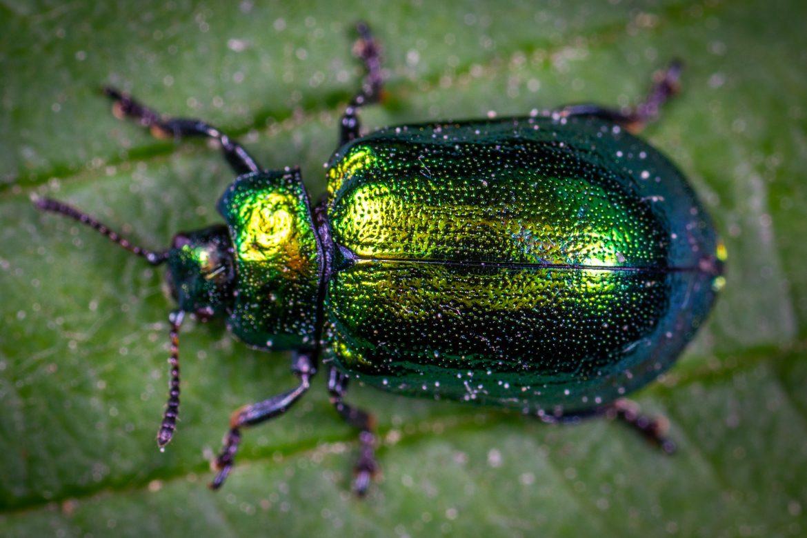 Macro Photography Of Jewel Beetle On Green Leaf 1114318 1170x780 