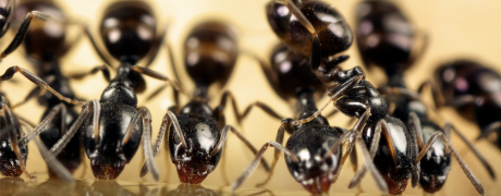 Ants - Aantex Pest Control