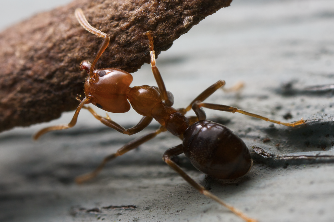 Carpenter Ant