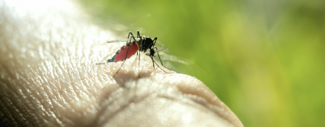 Mosquito and West Nile
