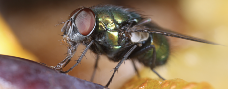 Simple Tips to Prevent Pests like Flies