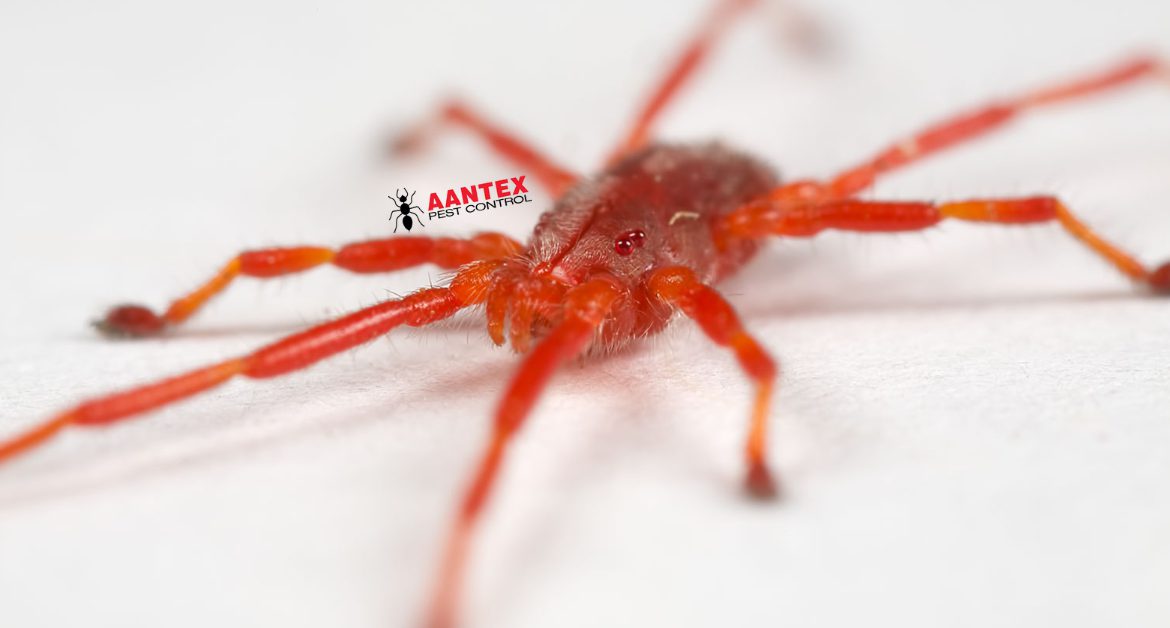 Aantex Pest Control - Clover Mite