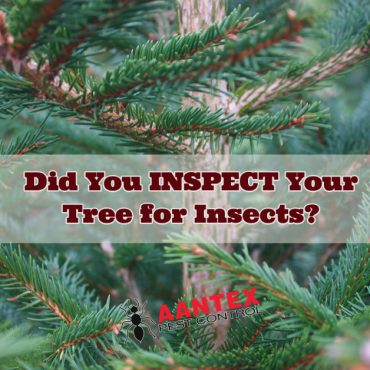 Aantex Pest Control - did you inspect your Christmas Tree