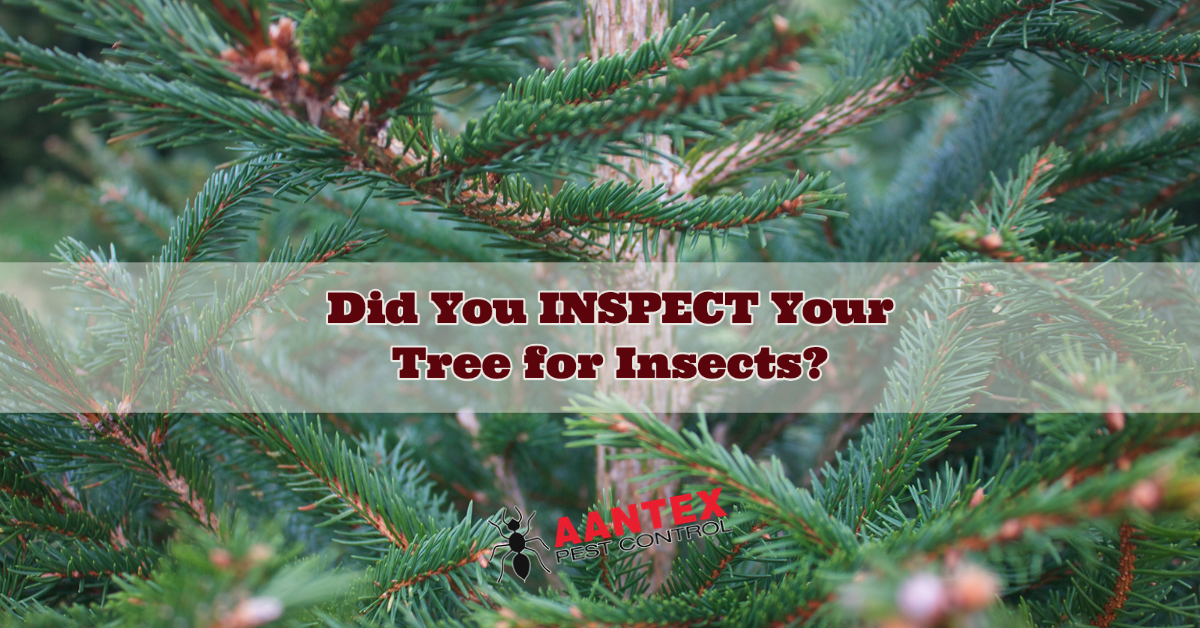 Did you Inspect your Christmas Tree for Pests? Aantex Pest & Termite