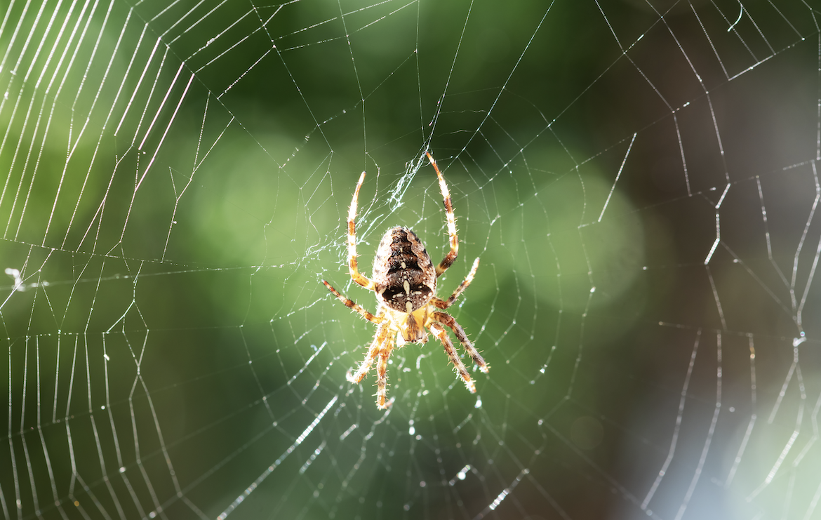 11 DIY Tips to Keep Spiders Out of Your Home