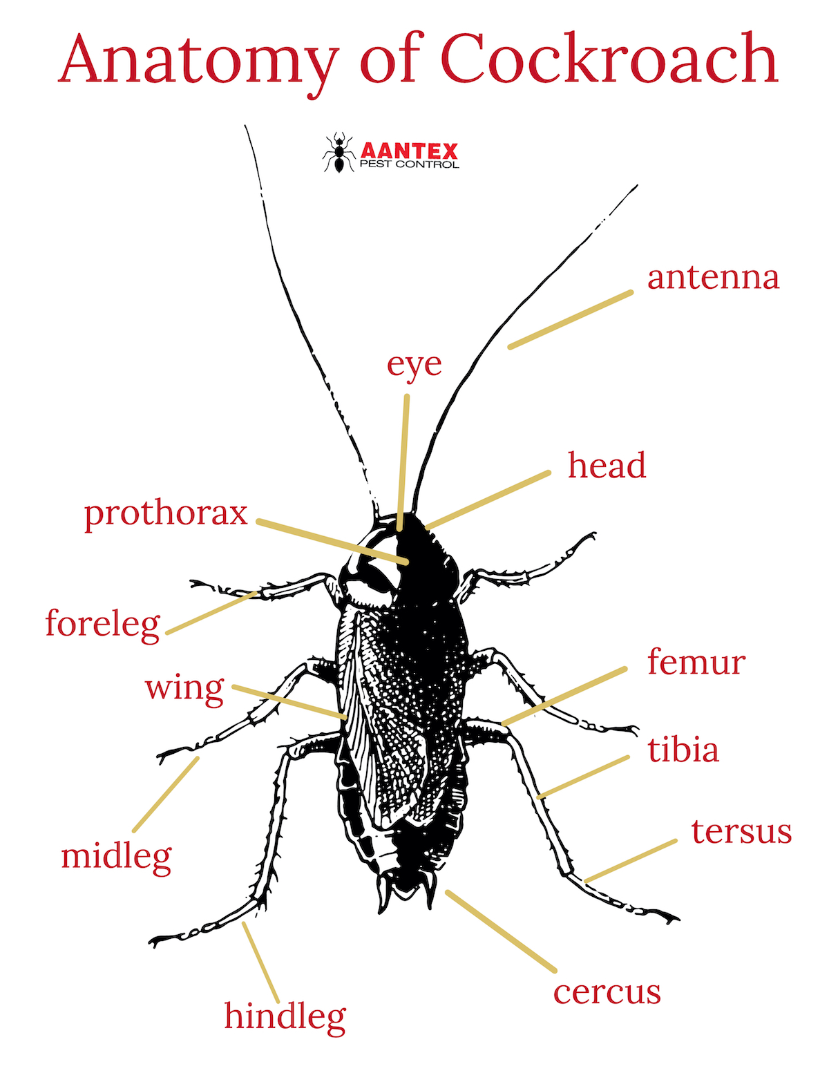 Anatomy of Cockroach