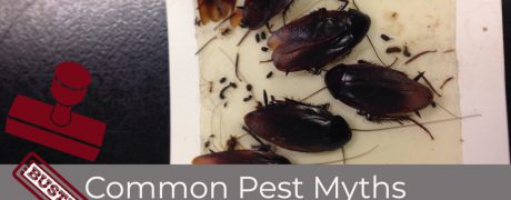 Common Pest Myths