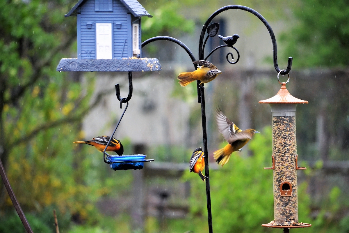 bird feeders santa cruz