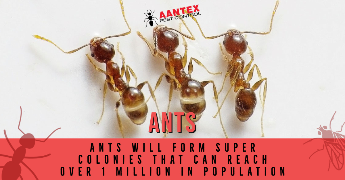 Common Summer Pests: Ants - Aantex Pest & Termite Control