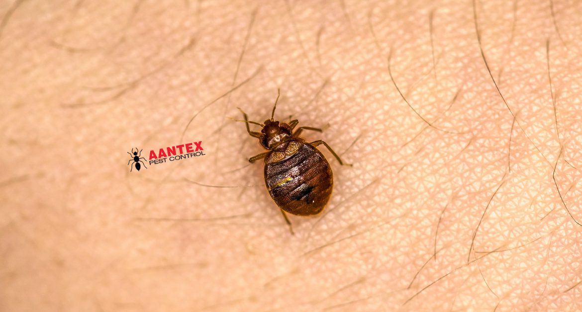 Bedbugs- Aantex