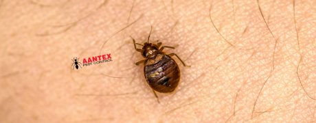 Bedbugs- Aantex