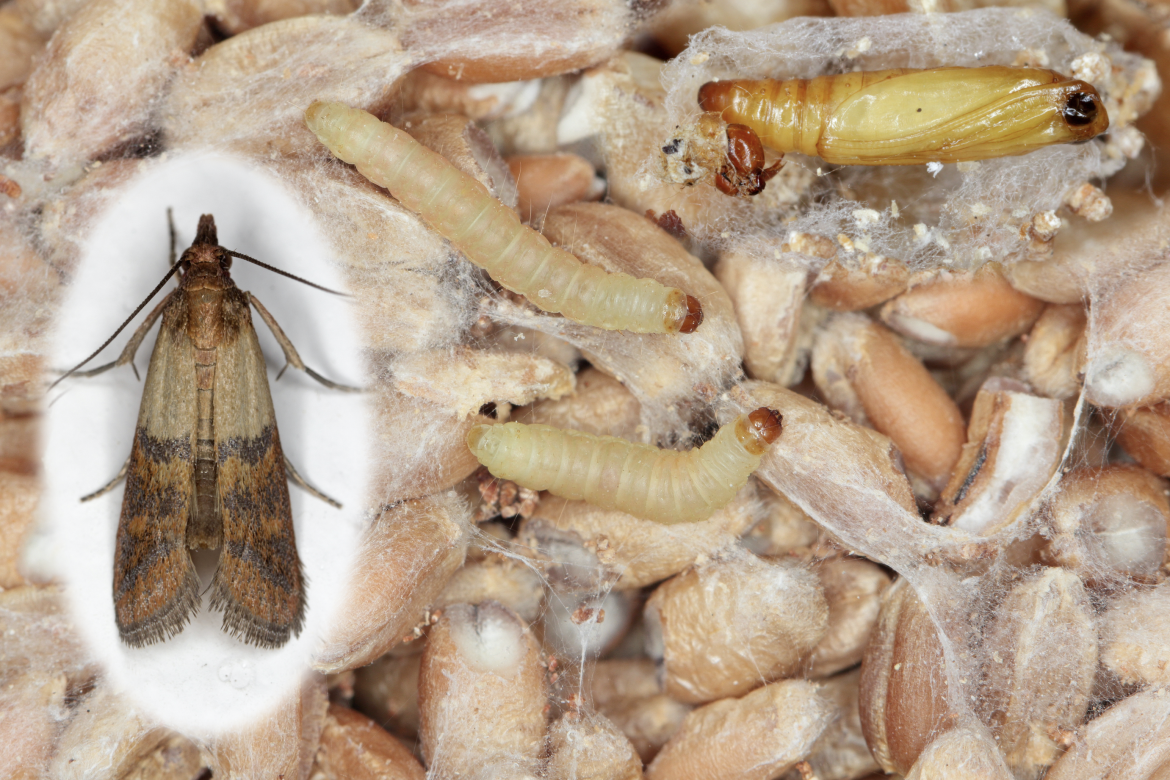 How to Rid of Pantry of Moths