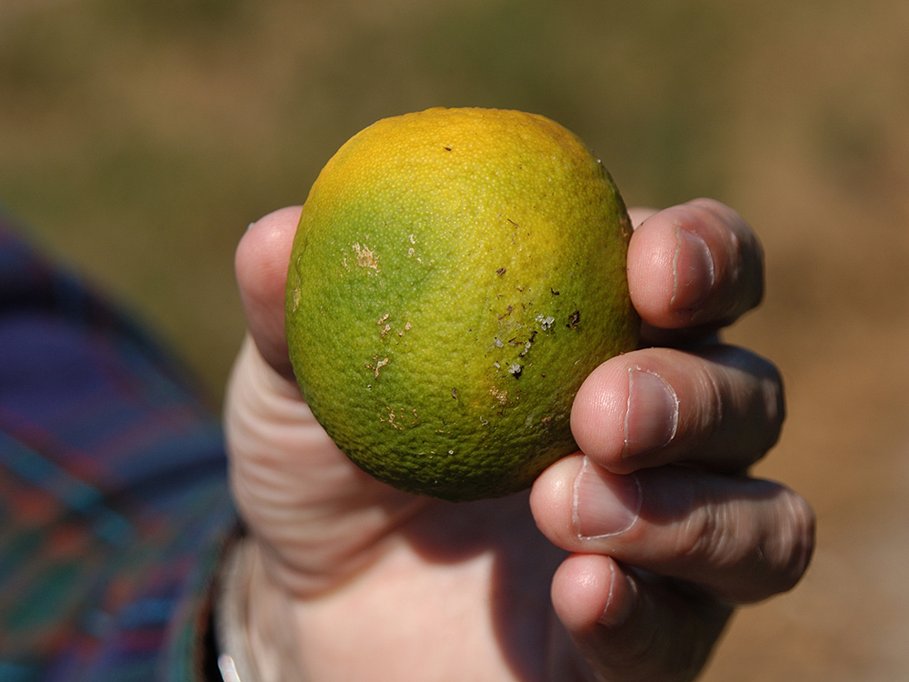 Diseased Citrus Fruit