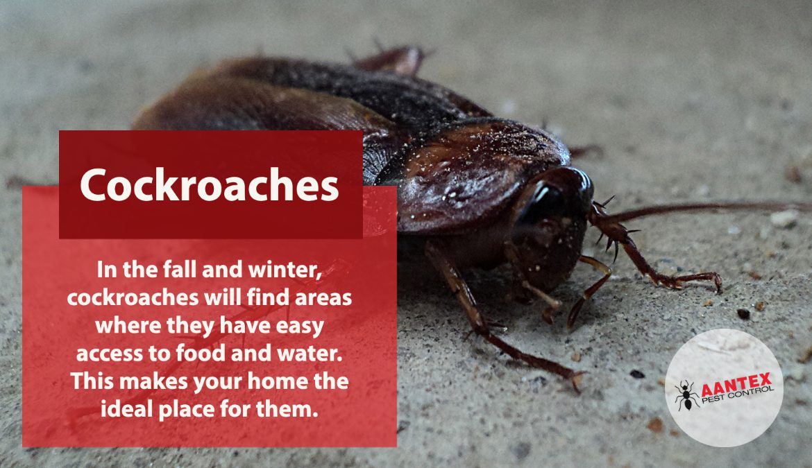 DIY Ways To Get Rid Of Roaches In Your Home