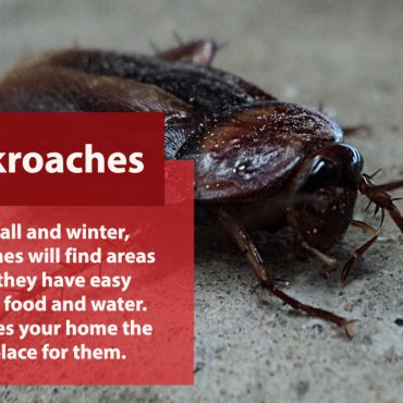 Cockroach - Winter Pest Control