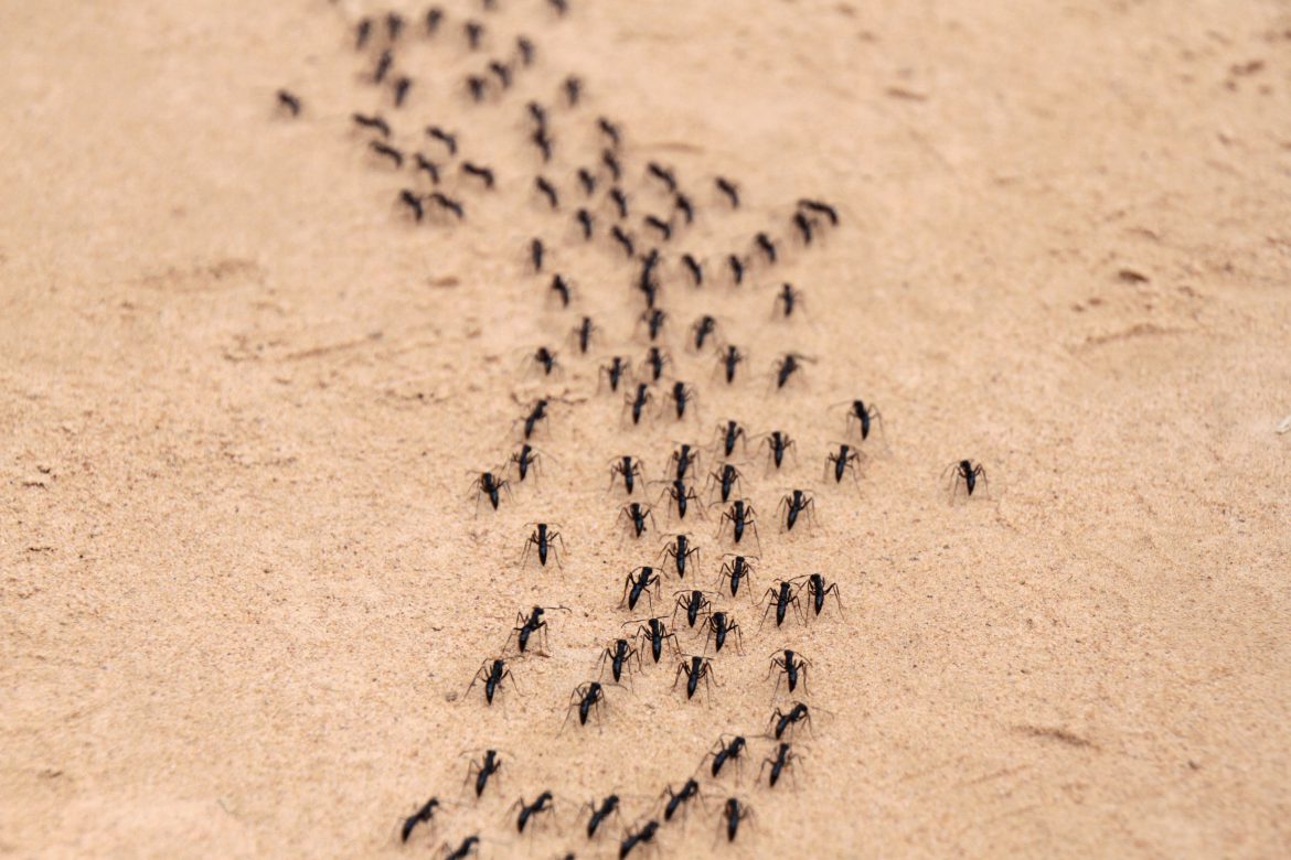 Ant Trail