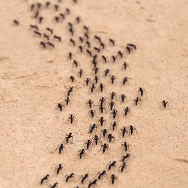 Ant Trail