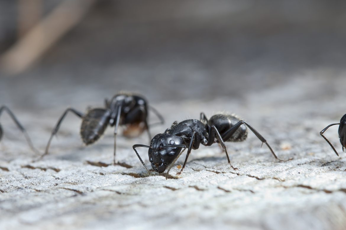Identifying and Controlling Ant Infestations in Northern California Homes