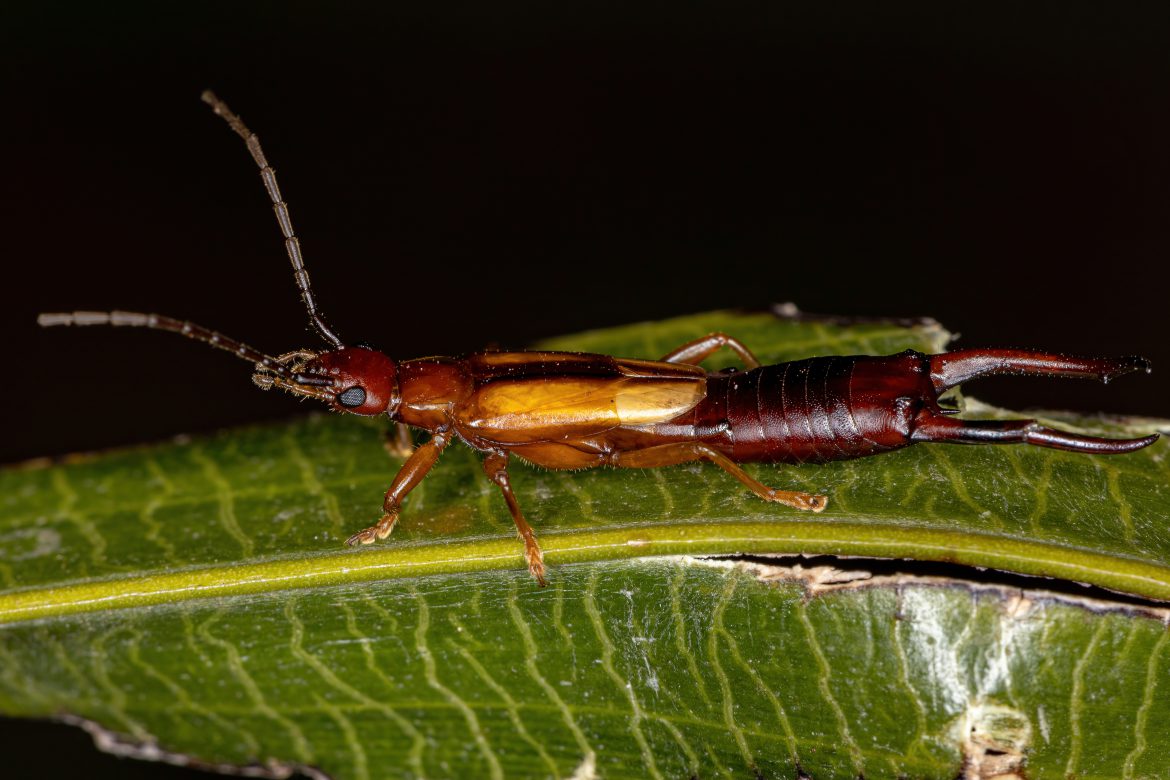 How To Prevent Earwigs