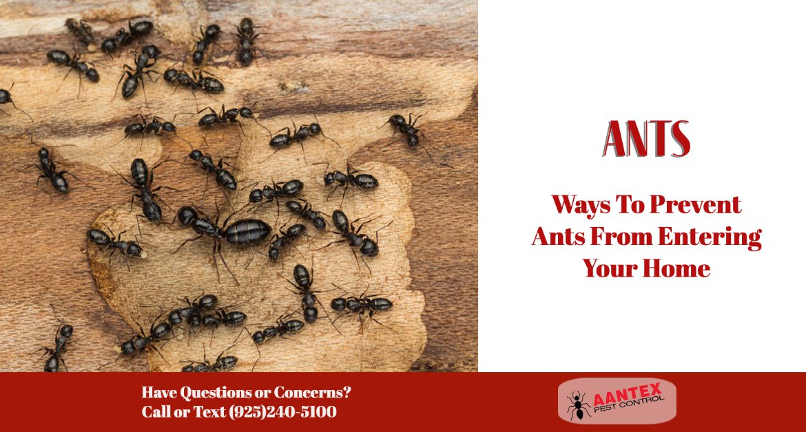Ways To Prevent Ants From Entering Your Home