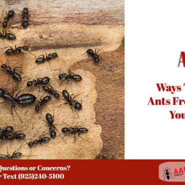 Ways to Prevent Ants