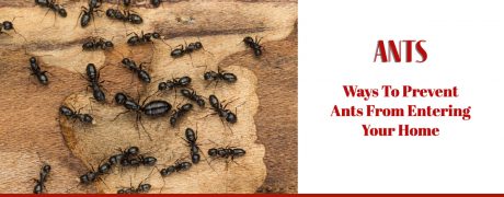 Ways to Prevent Ants