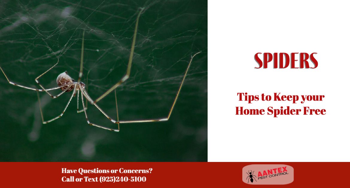 Tips to Keep your Home Spider Free