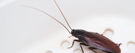 Why Cockroach Invade Homes