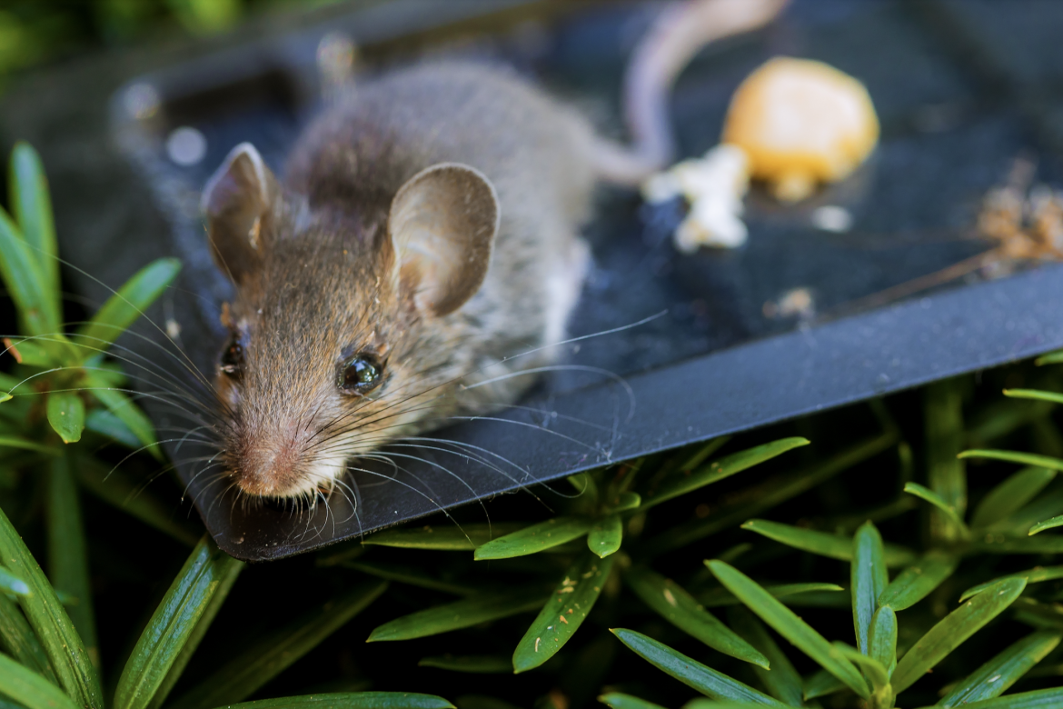 Rodents Attracted to Food Sources