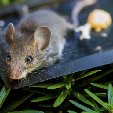 Rodents Attracted to Food Sources