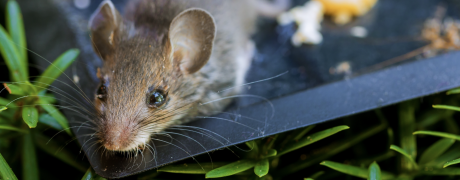 Rodents Attracted to Food Sources