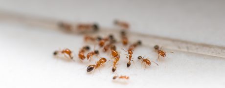 Common Pests - Ants