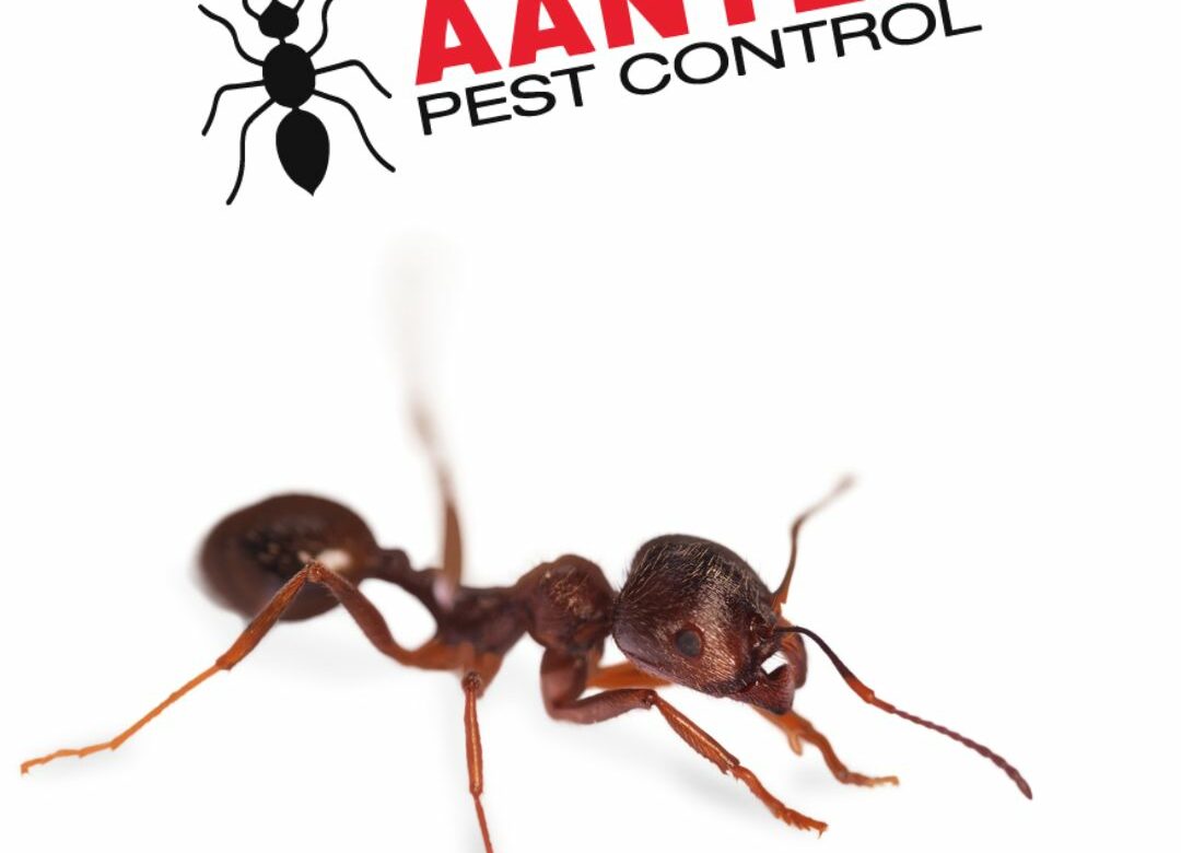 How to Keep Ants Away During the Fall Months