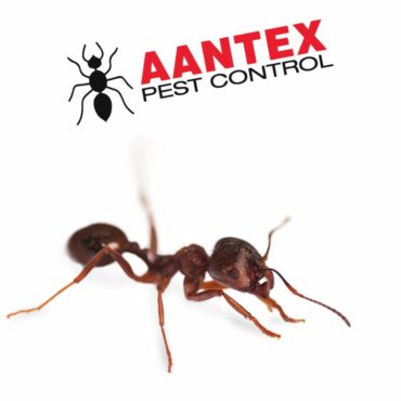 How to Avoid Black Widow Spiders: Tips to Keep Your Home and Family Safe -  Aantex Pest & Termite Control