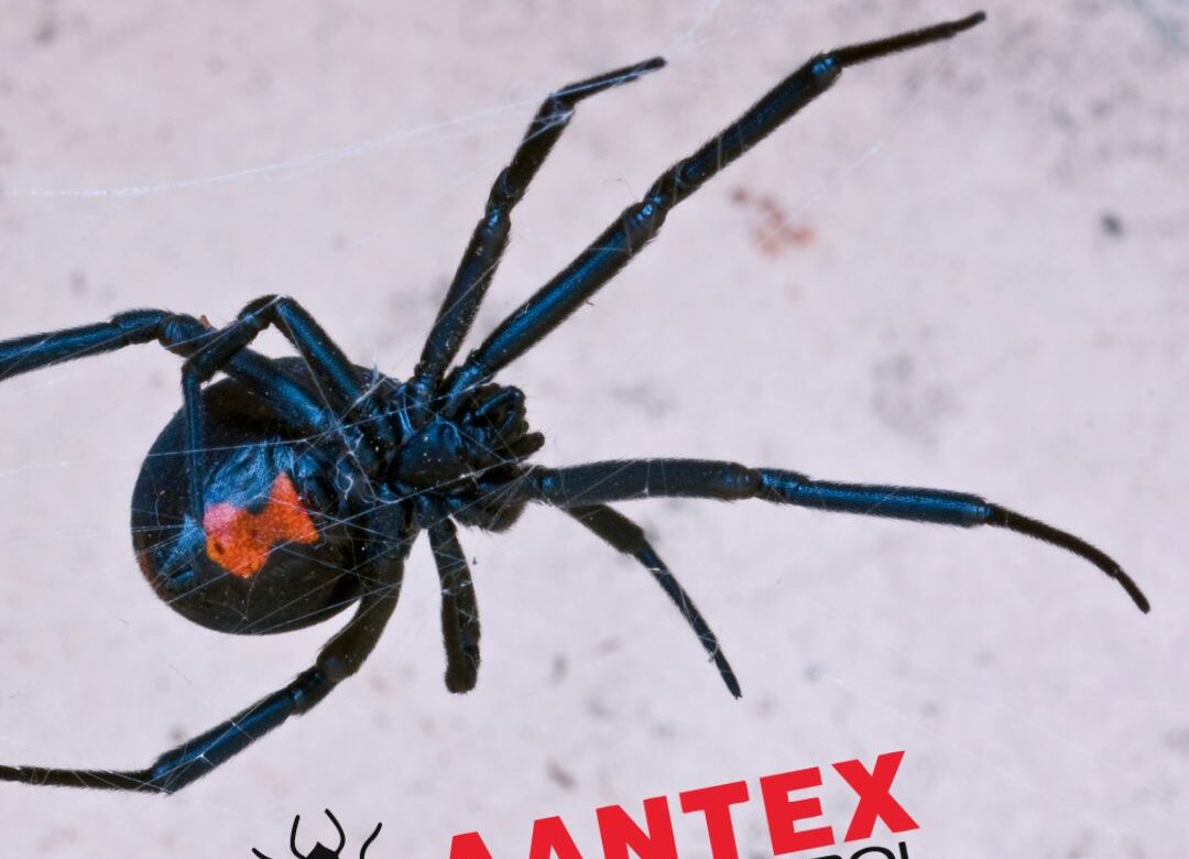 How to Avoid Black Widow Spiders: Tips to Keep Your Home and Family Safe -  Aantex Pest & Termite Control