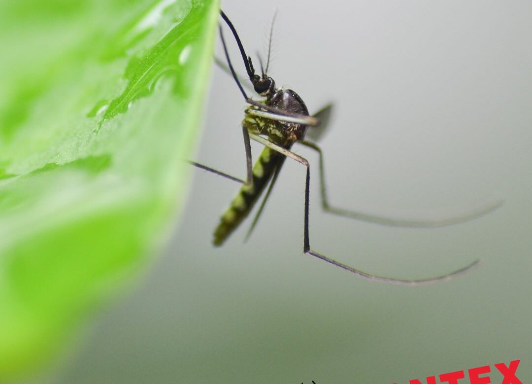 This Is How You Can Avoid Mosquito Bites | Mosquito Hunters Chicago
