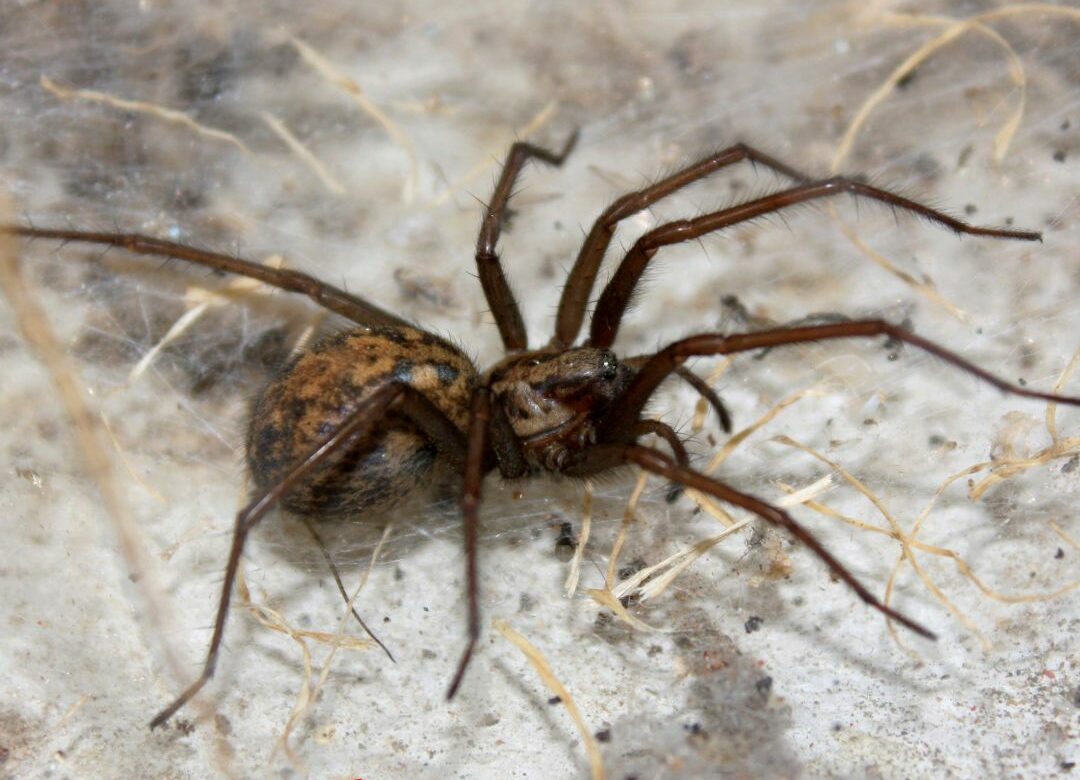 Keeping Spiders Outside This Fall: Tips and Tricks for Homeowners